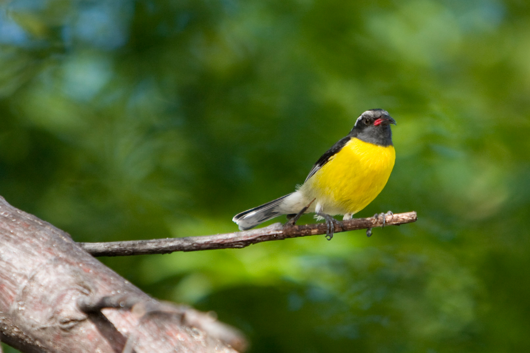 Zuckervogel (Banana Quit) 1