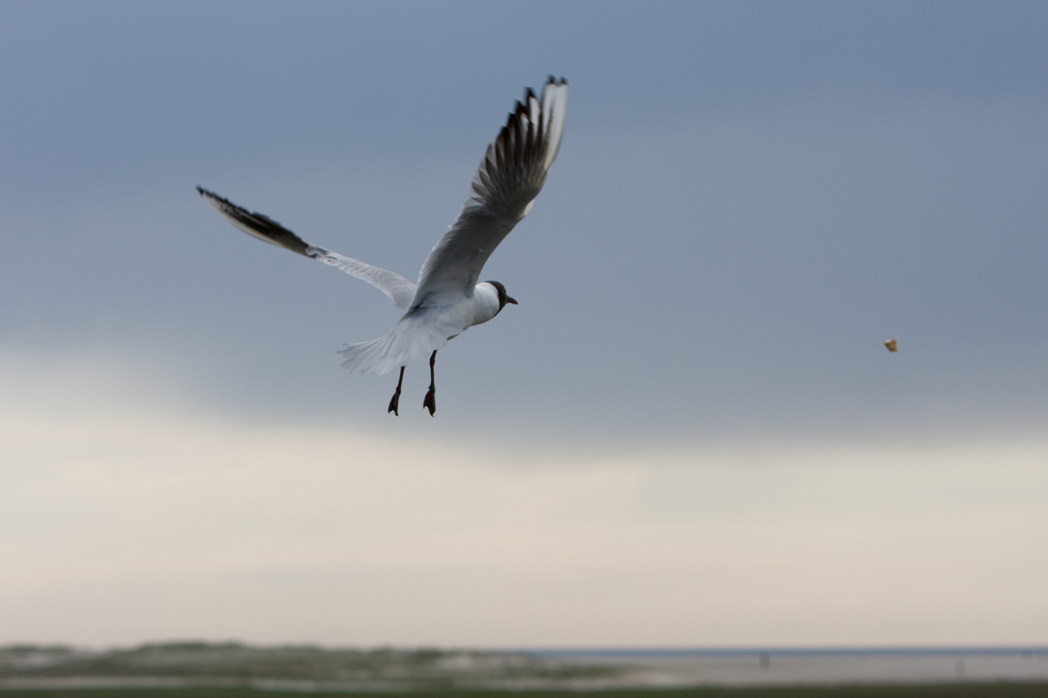 Möwenflug