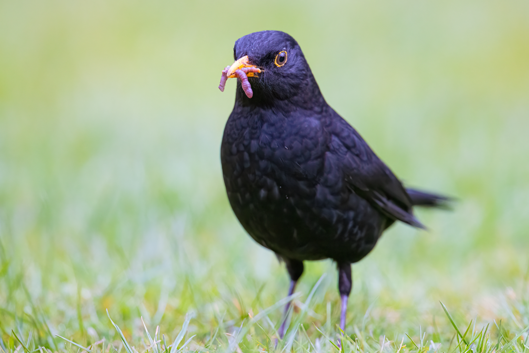 Amsel