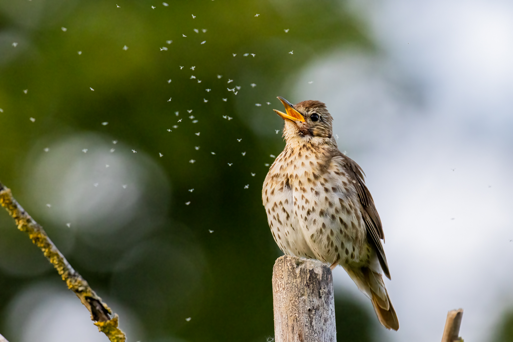 Singdrossel mit Gnitzen