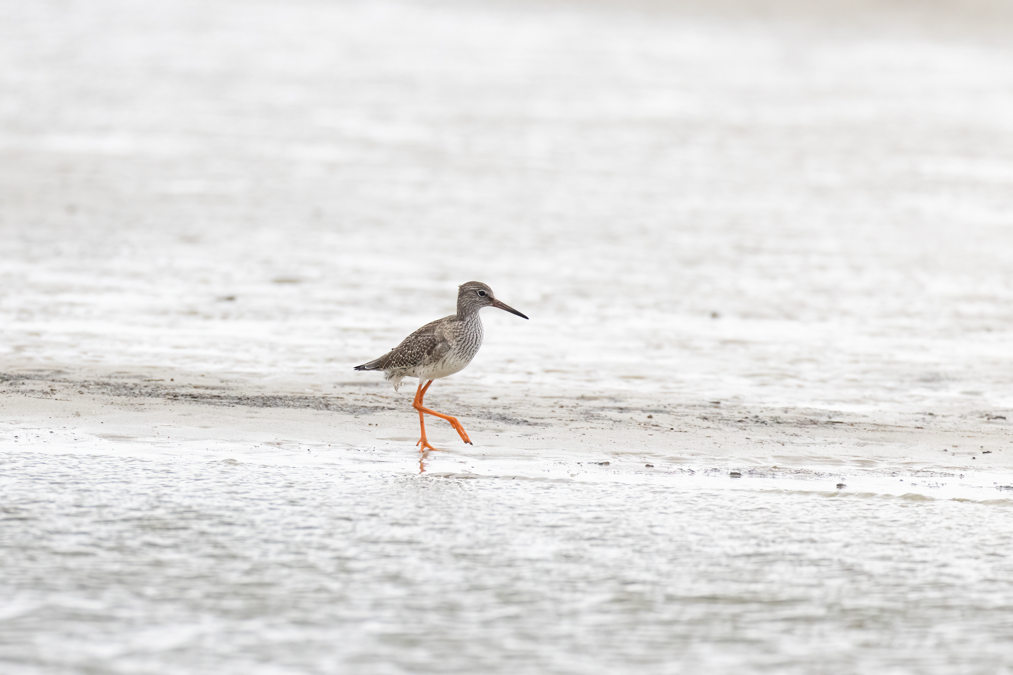 dunkler Wasserläufer