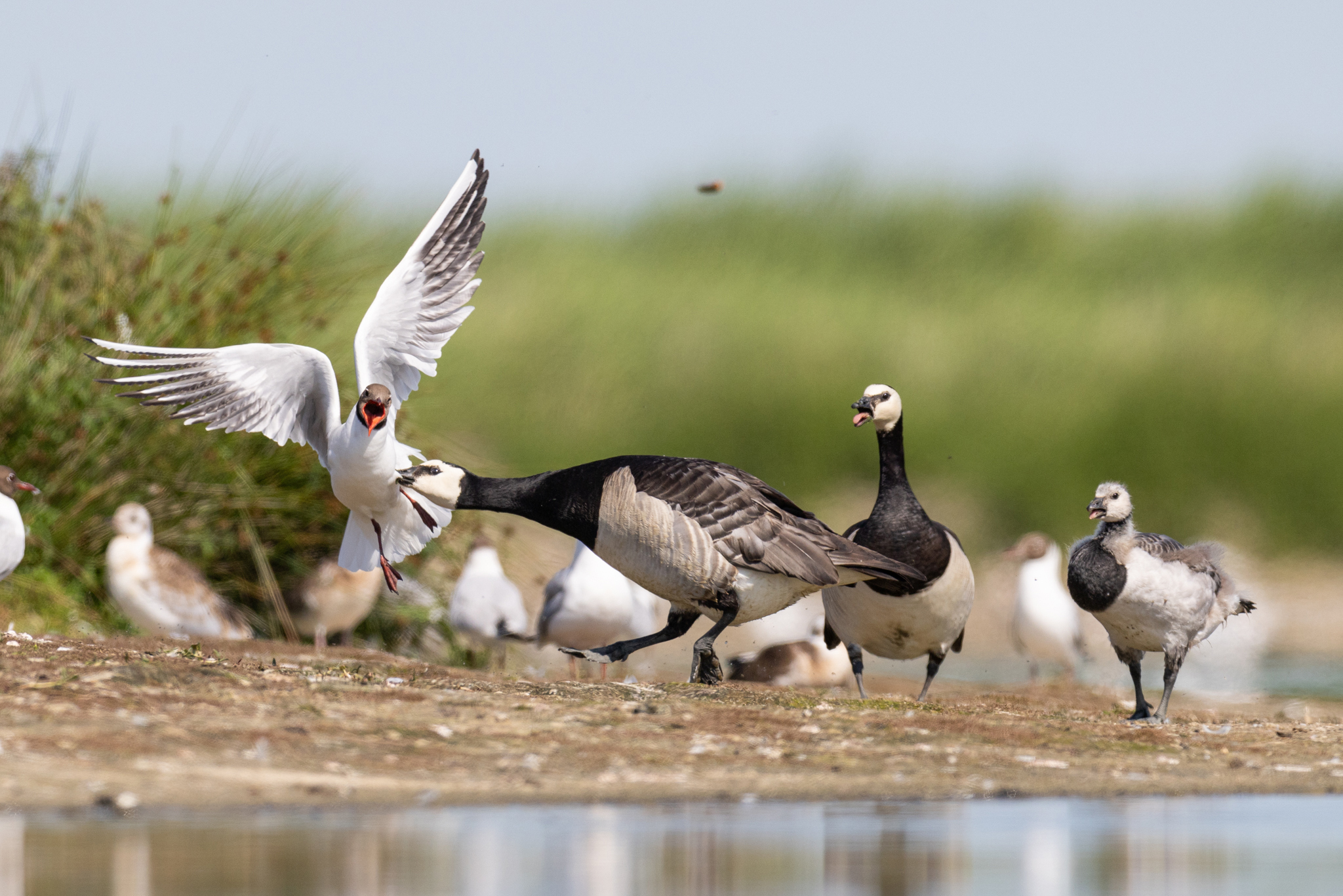 Nonnengans beißt Lachmöwe