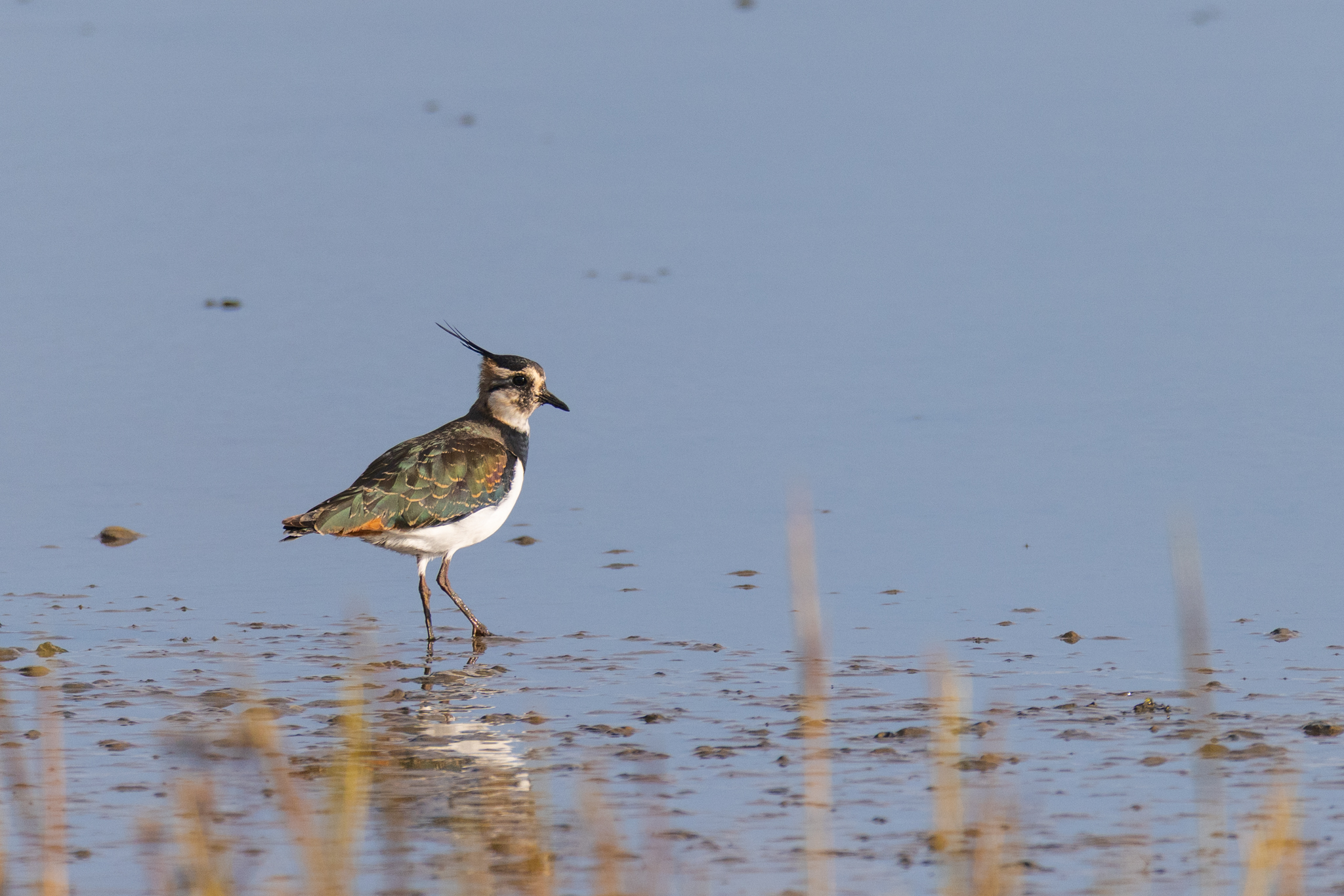 20241007  AZ Voegel 260A4145