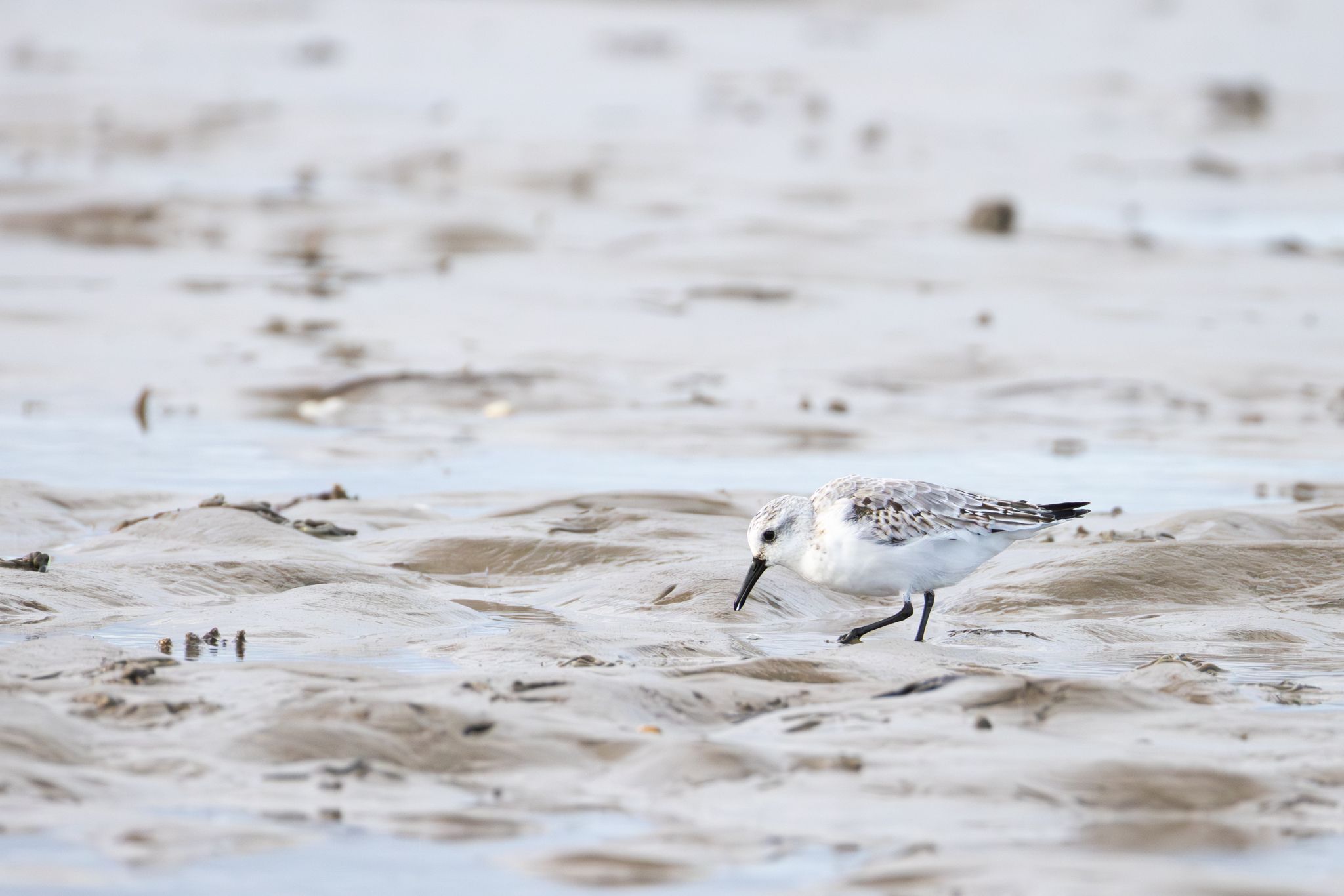 Sanderling