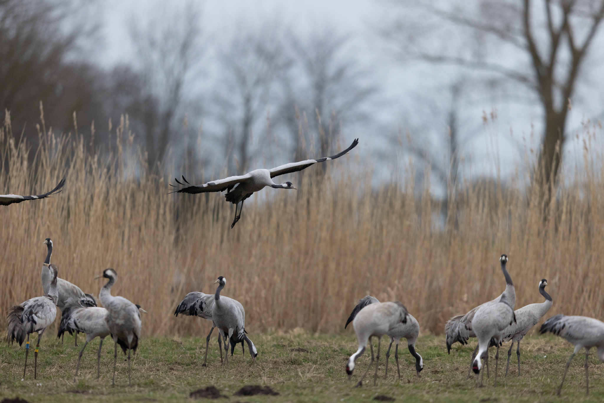 001 AZ Kraniche 1923