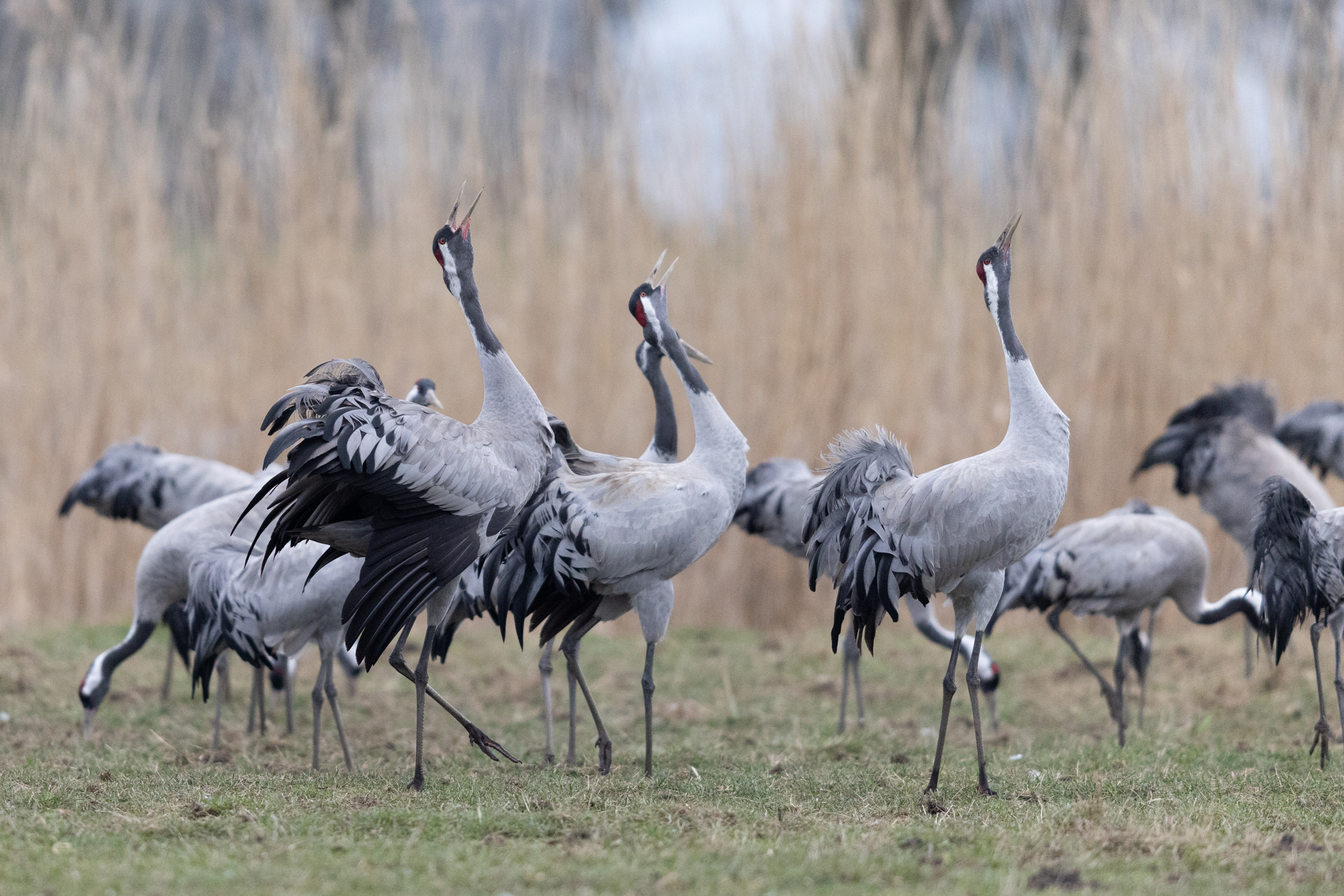 004 AZ Kraniche 2110