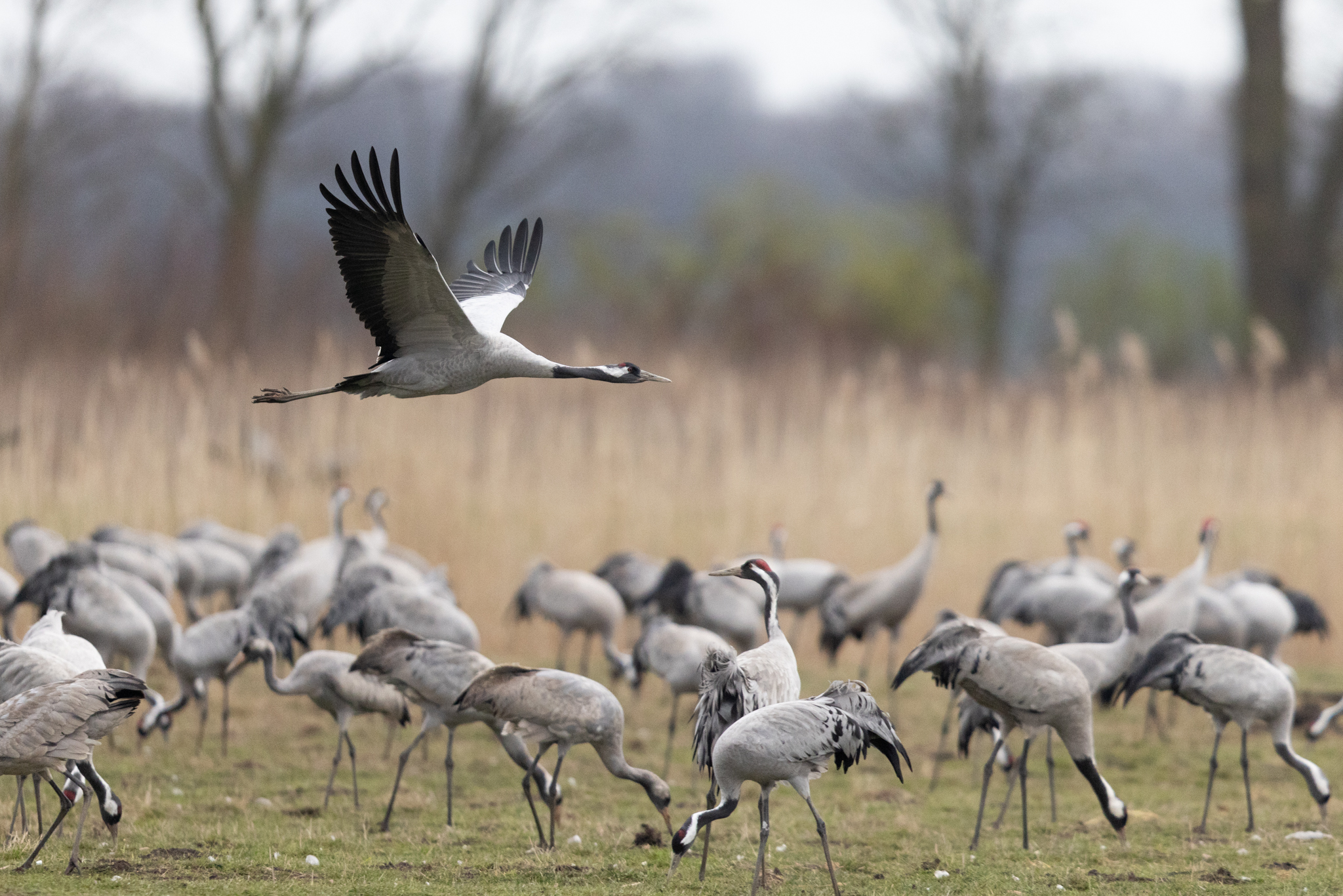 008 AZ Kraniche 2337