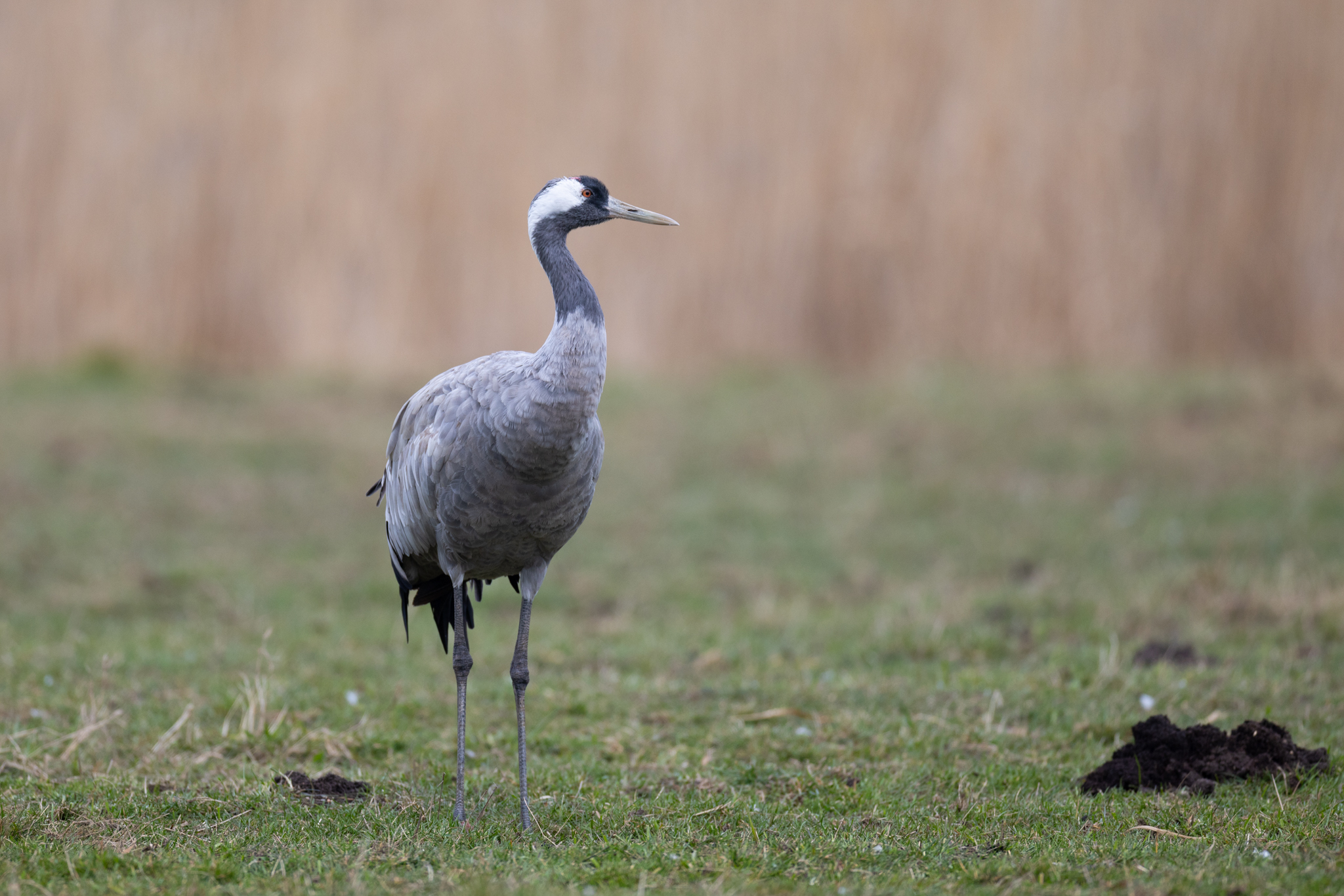 016 AZ Kraniche 2683