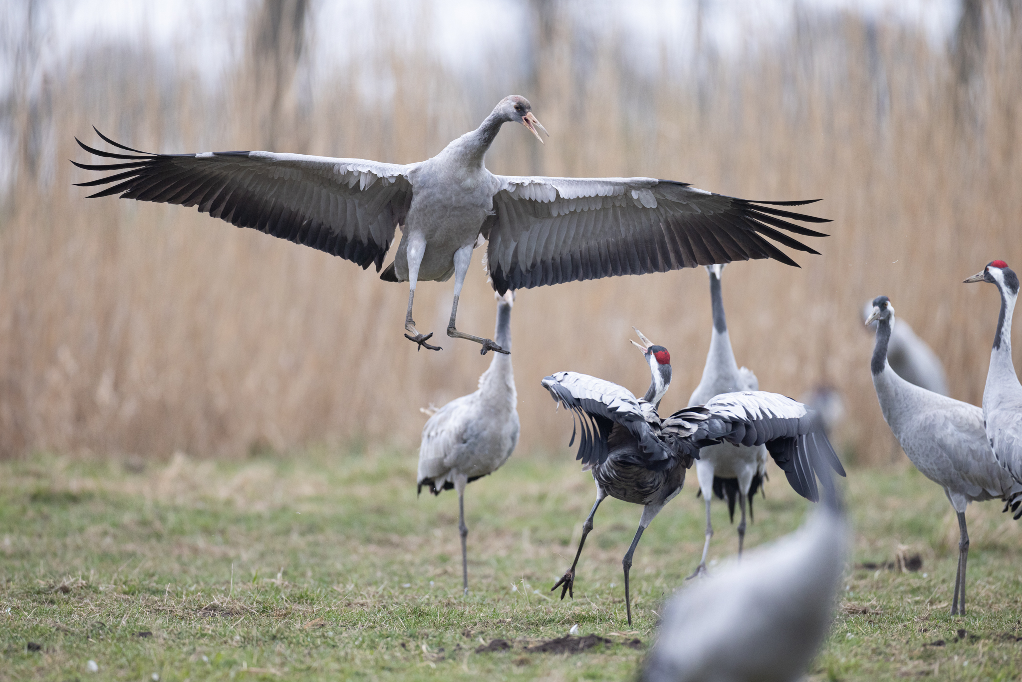 039 AZ Kraniche 4864