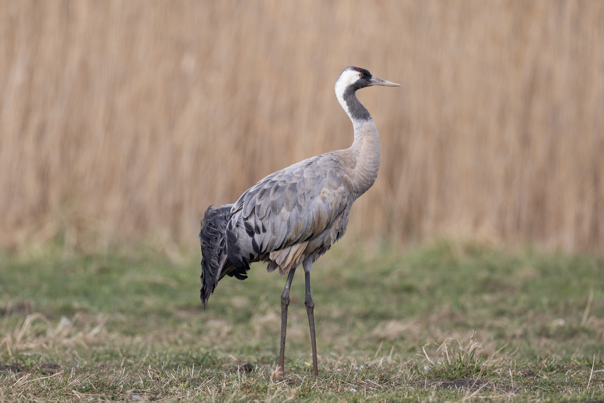 051 AZ Kraniche 6584