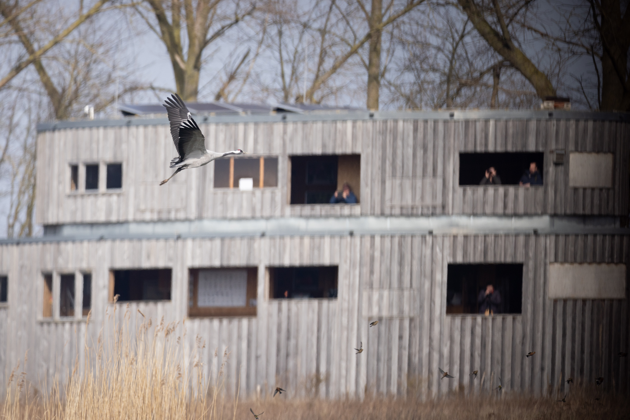 053 AZ Kraniche 6712