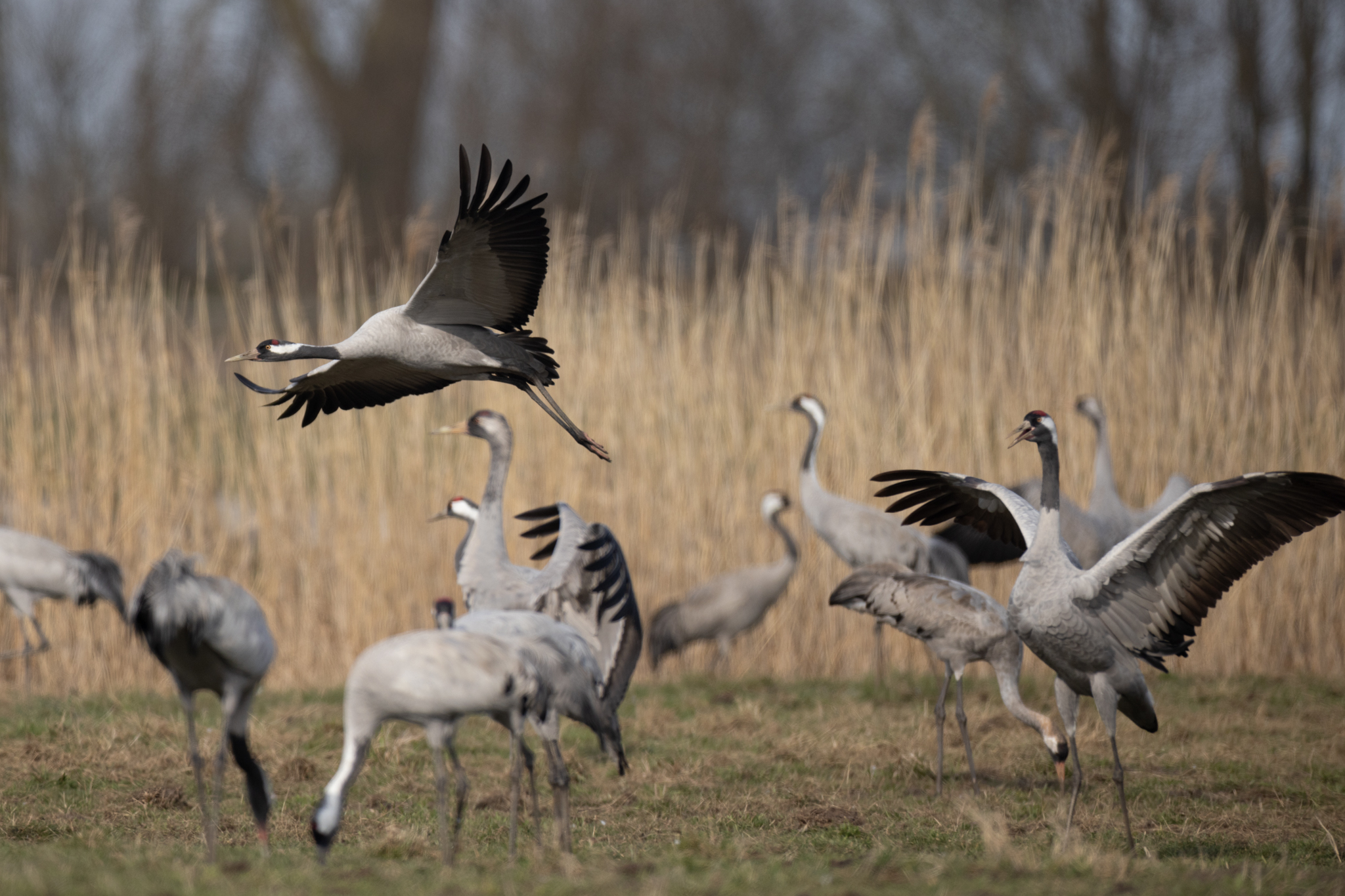 054 AZ Kraniche 6757