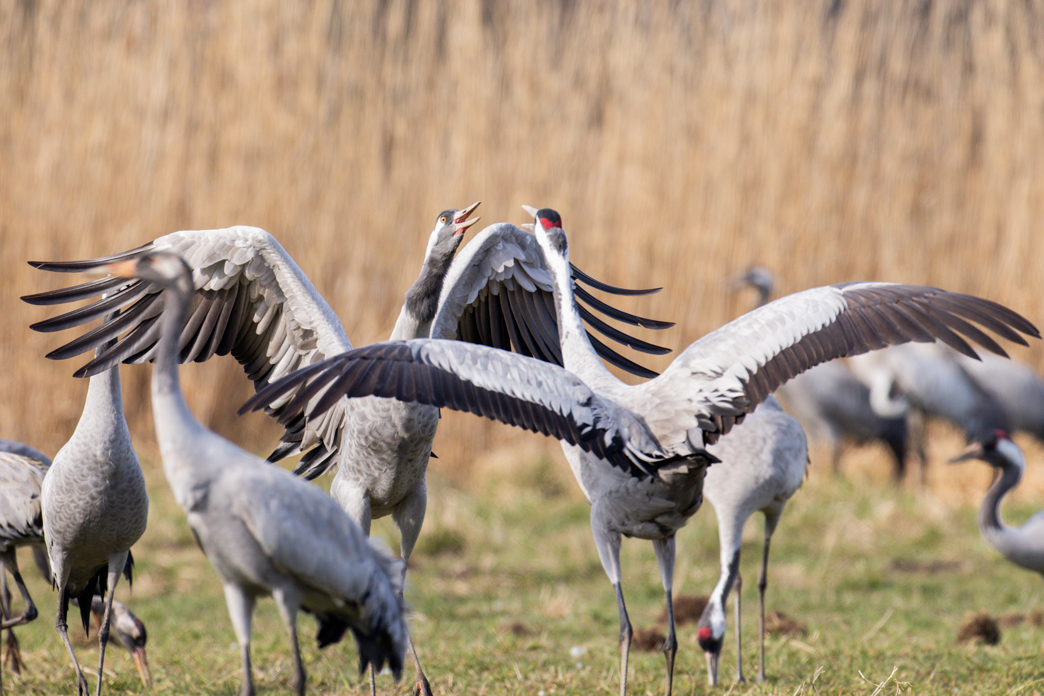 056 AZ Kraniche 6927