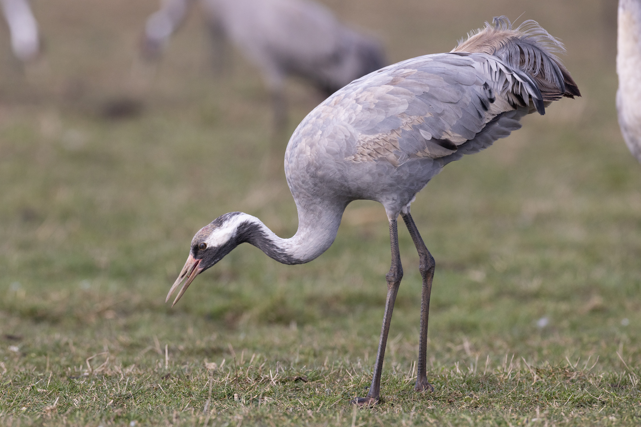 058 AZ Kraniche 7113