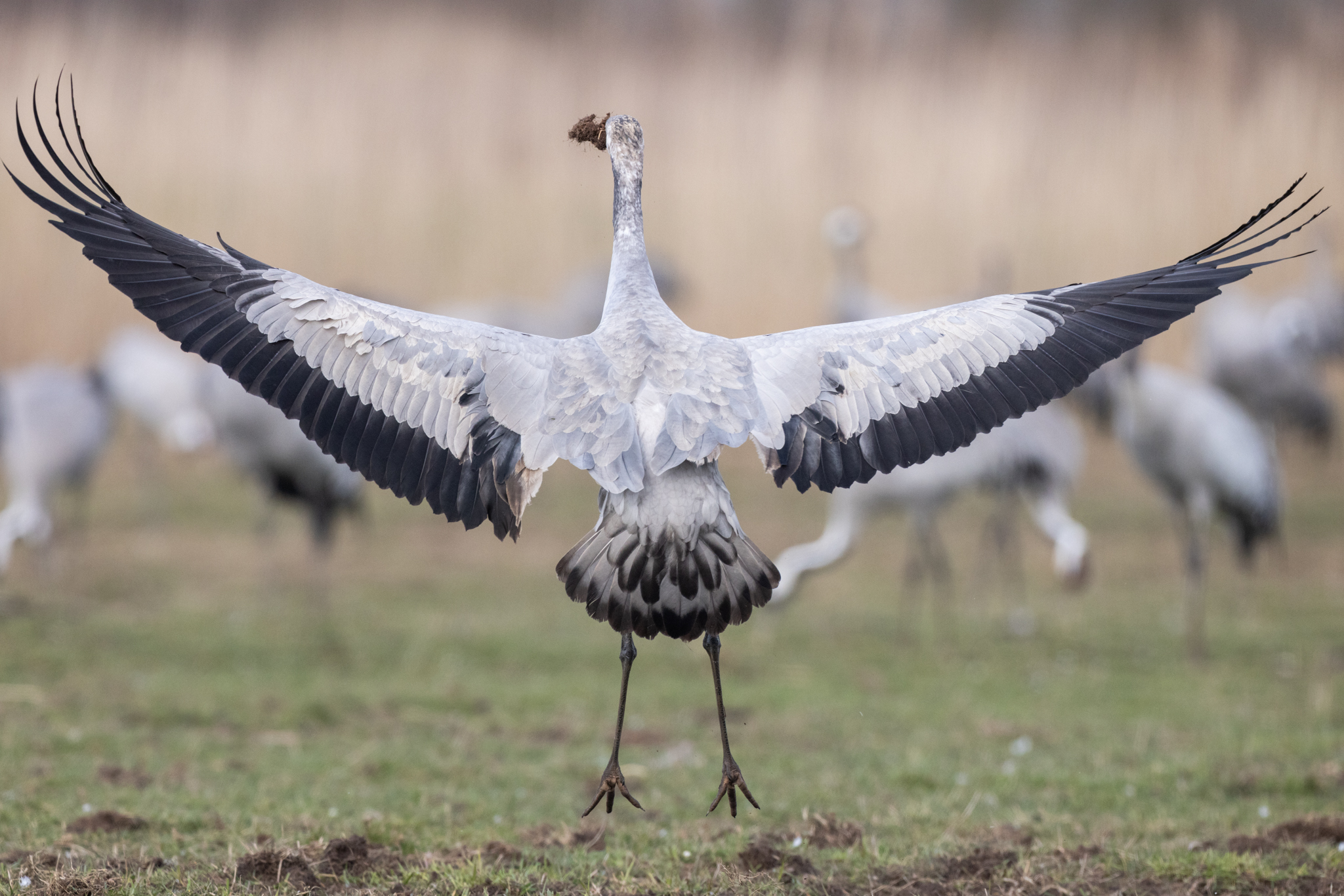 061 AZ Kraniche 7227