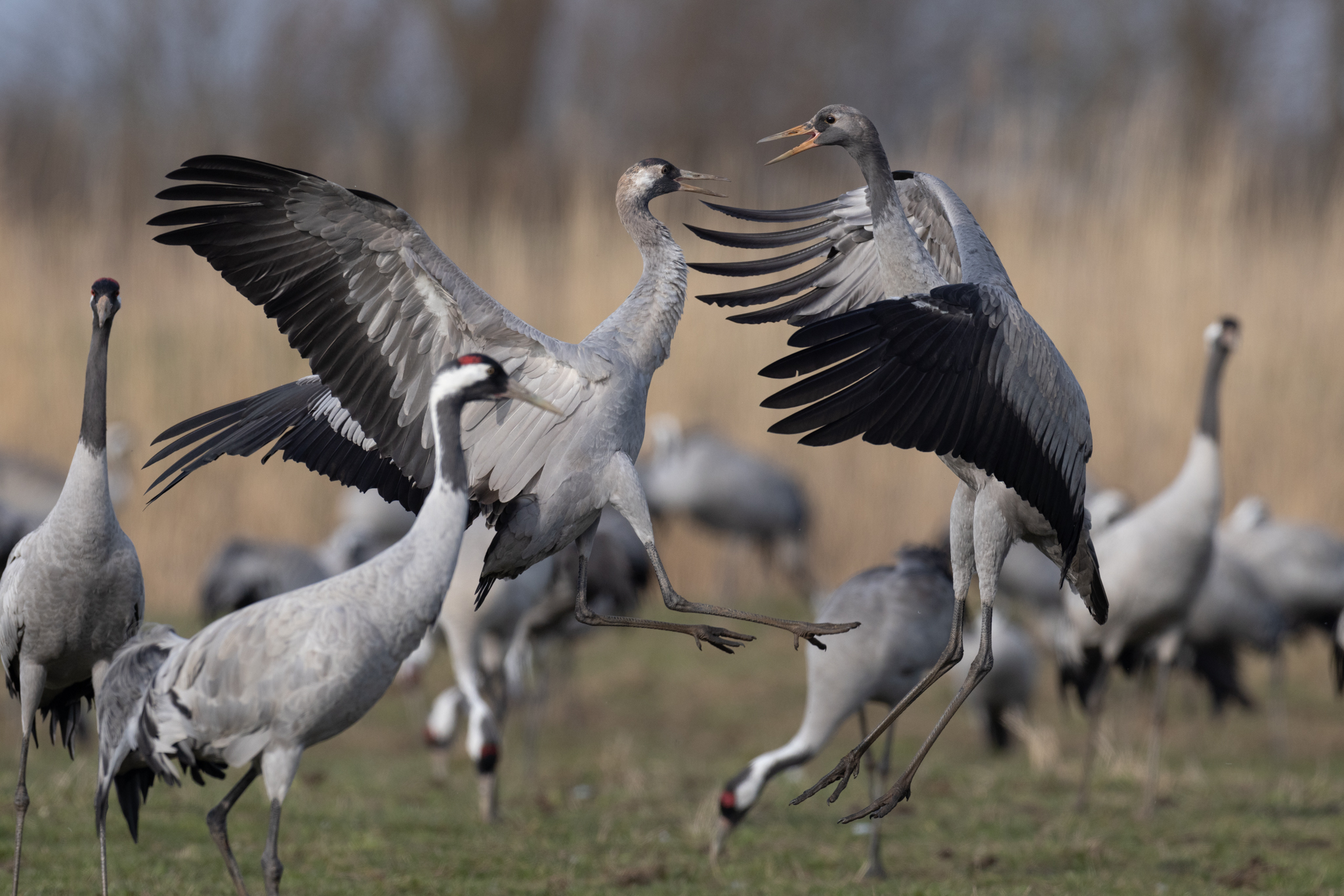 063 AZ Kraniche 7459