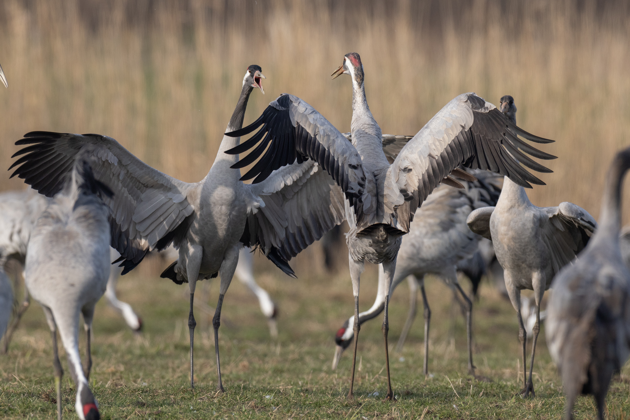 068 AZ Kraniche 7609