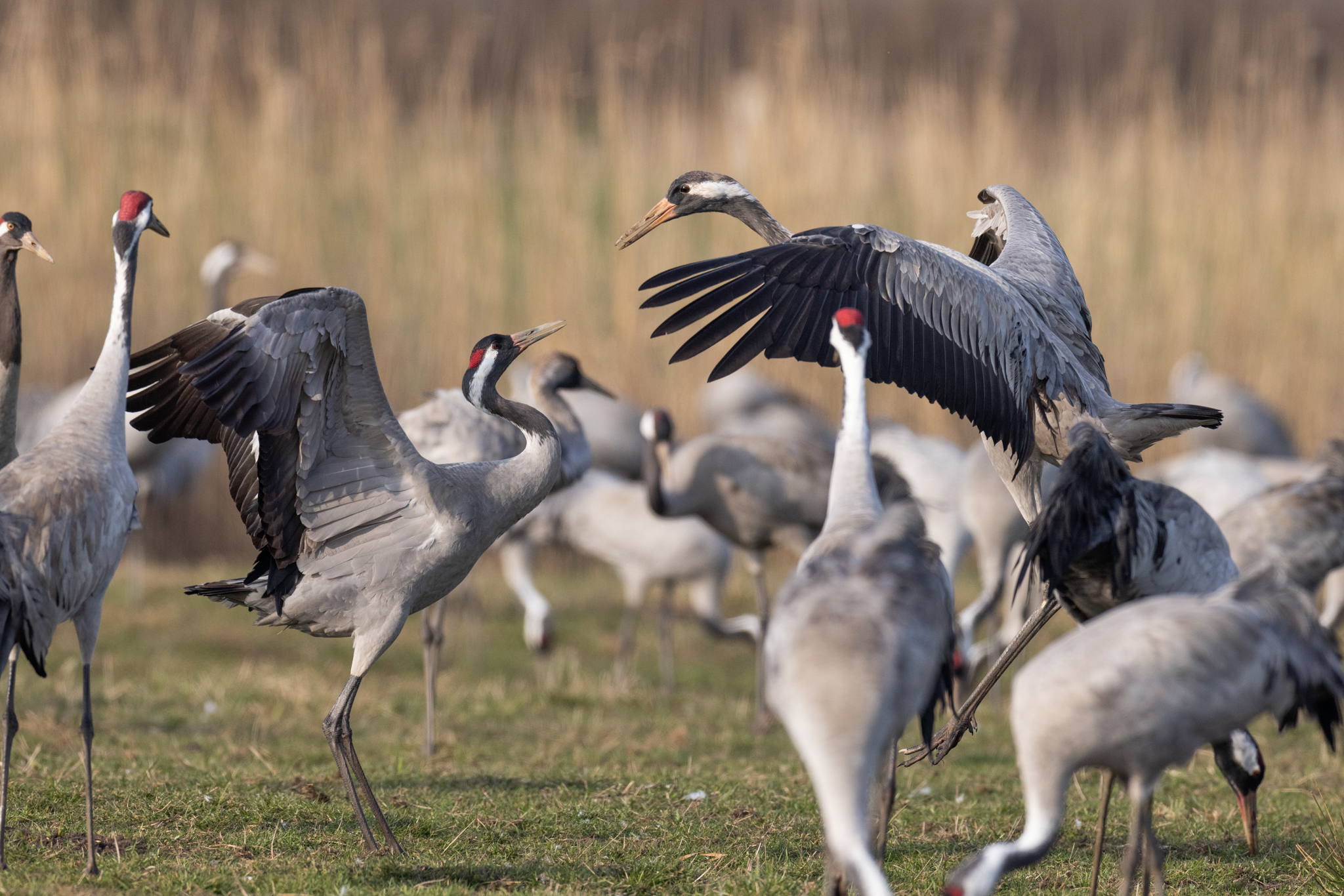 070 AZ Kraniche 7639