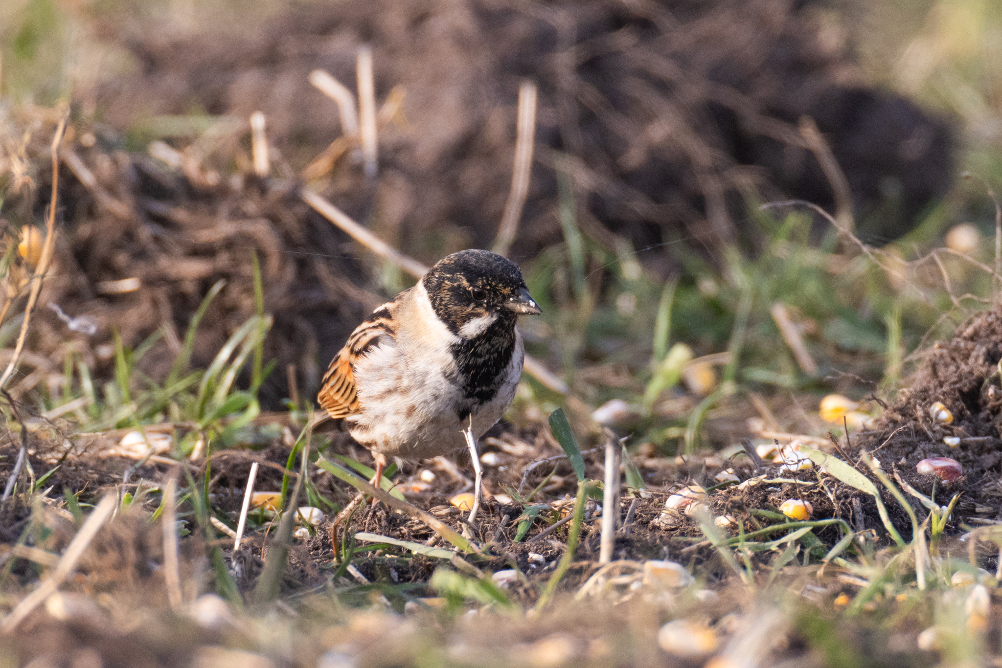 073 AZ Kraniche 7721