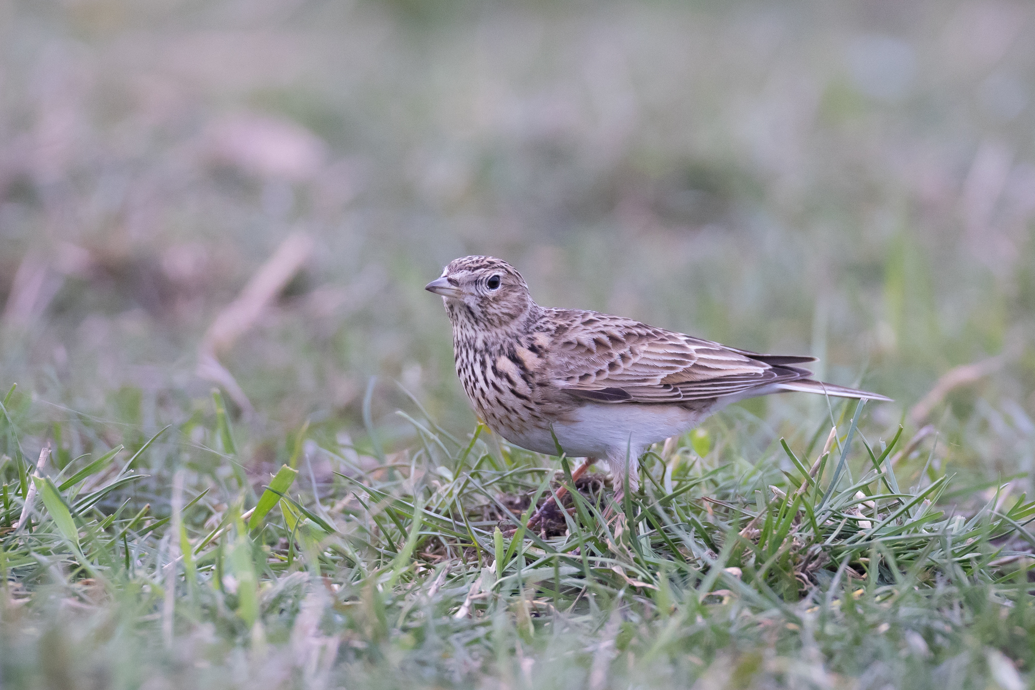 078 AZ Kraniche 7895