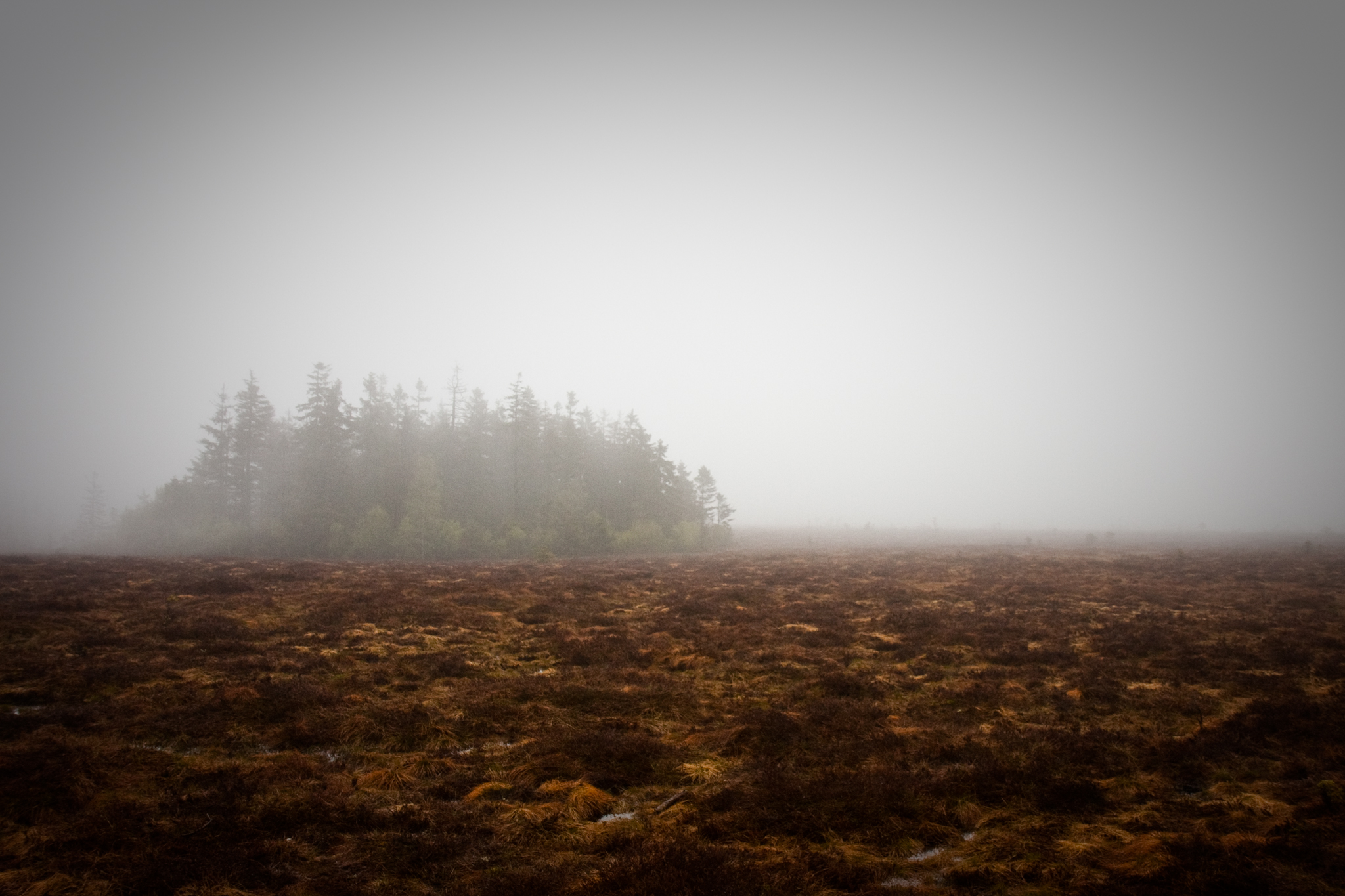 Harz im Nebel