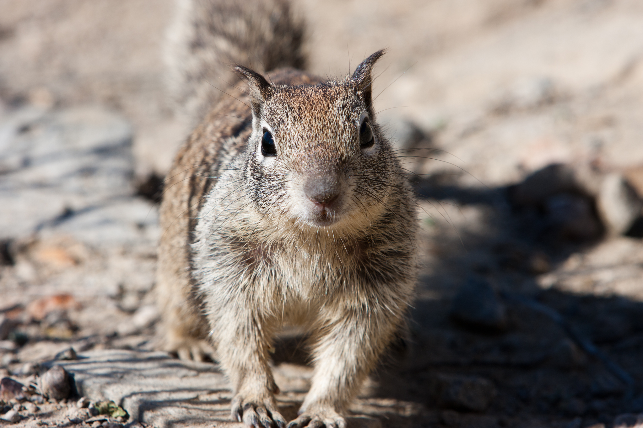 Eichhörnchen face-to-face