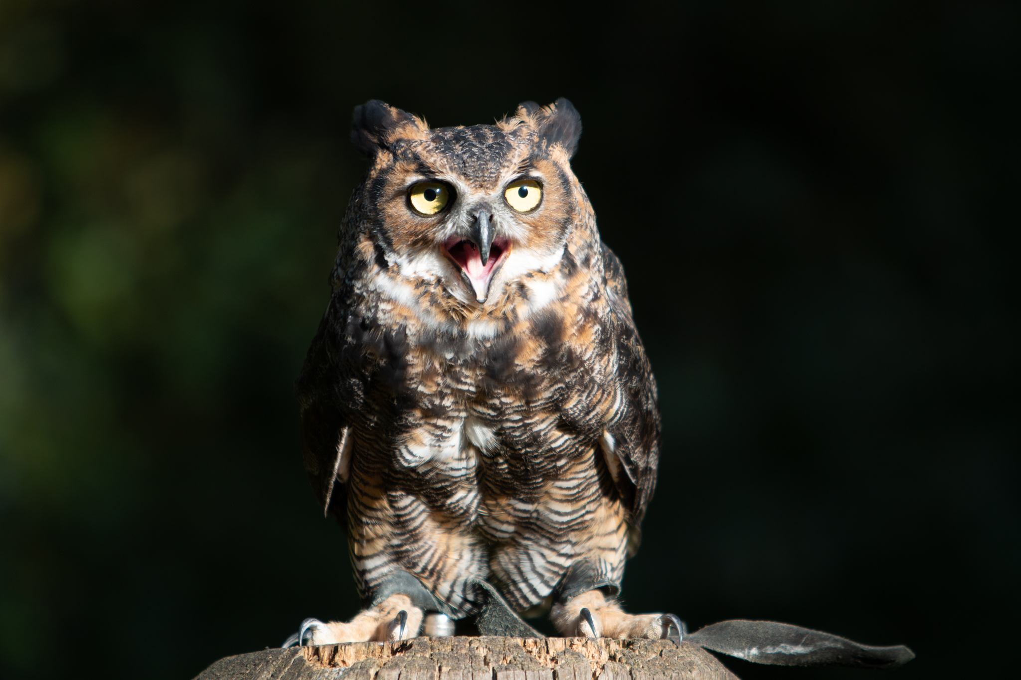 20211010 AZ Tiere IMG 4382